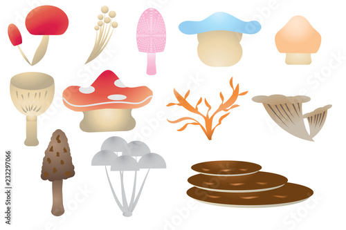 Mushroom Collection White Background