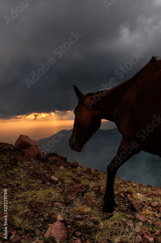 Fototapeta Naklejka Na Ścianę i Meble -  A horse on Telica Volcano 