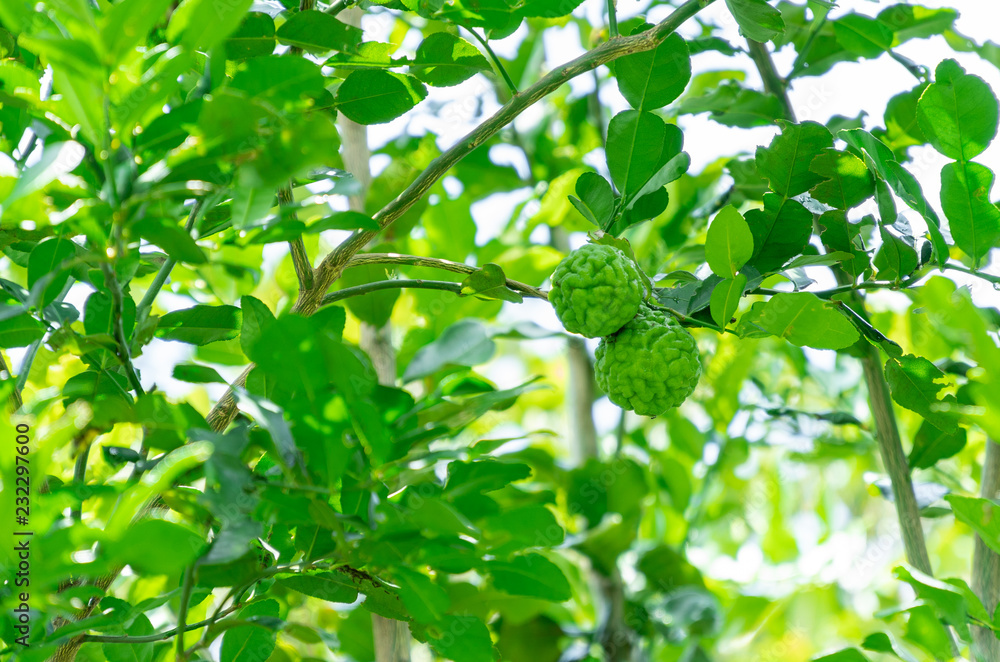 Citrus hystrix DC. Kaffir lime raw fruits are hanging on the branches. Copy space.