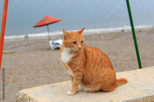 Photography cat - beach lover