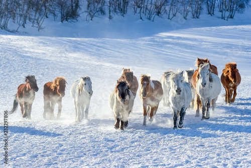 Bashang of Inner Mongolia horse farm horses
