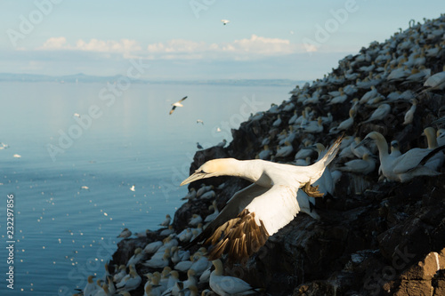 Northern Gannet (Morus bassanus) colony on bass rock with sunlight hitting singular bird in flight, Bass Rock, Scotland, United Kingdom photo