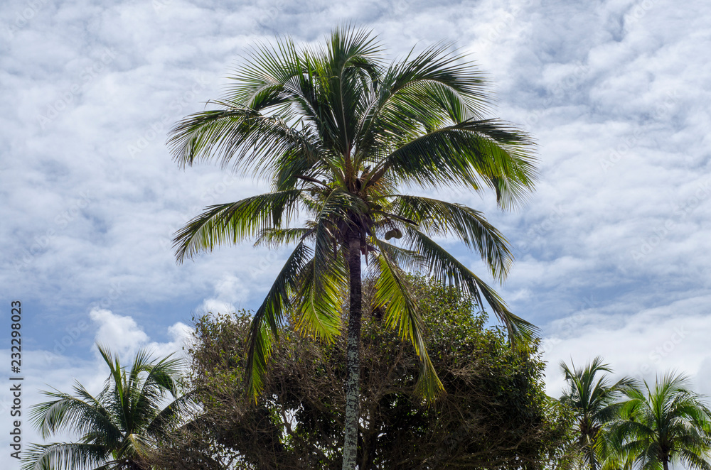 Fototapeta premium parque pituaçu com um olhar de paz
