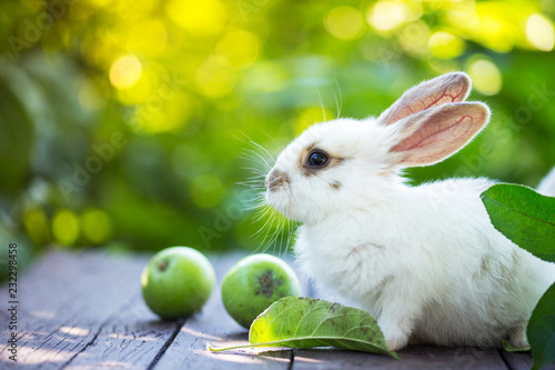 rabbit and Apple