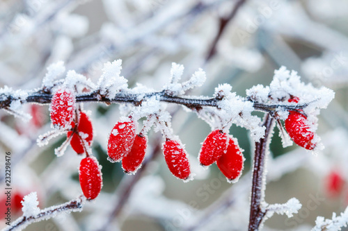 Fotografie Berberis branch under heavy snow and ice.