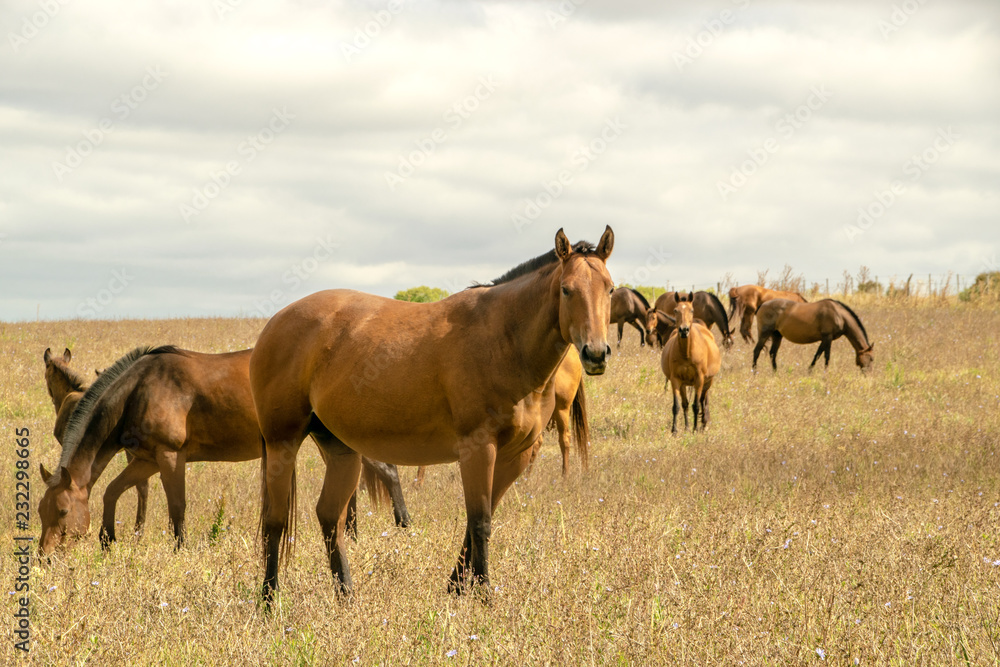 The Horses in the farm. The Horses in the farm.