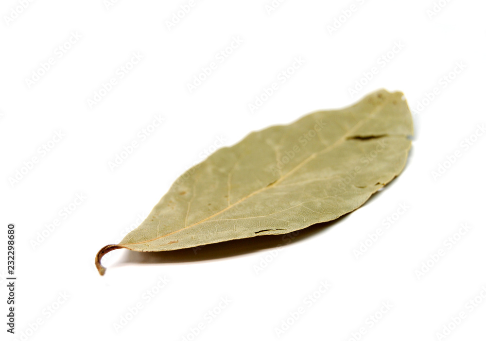 laurel or bay leaves isolated on white backghound laurel or bay leaves isolated on white backghound