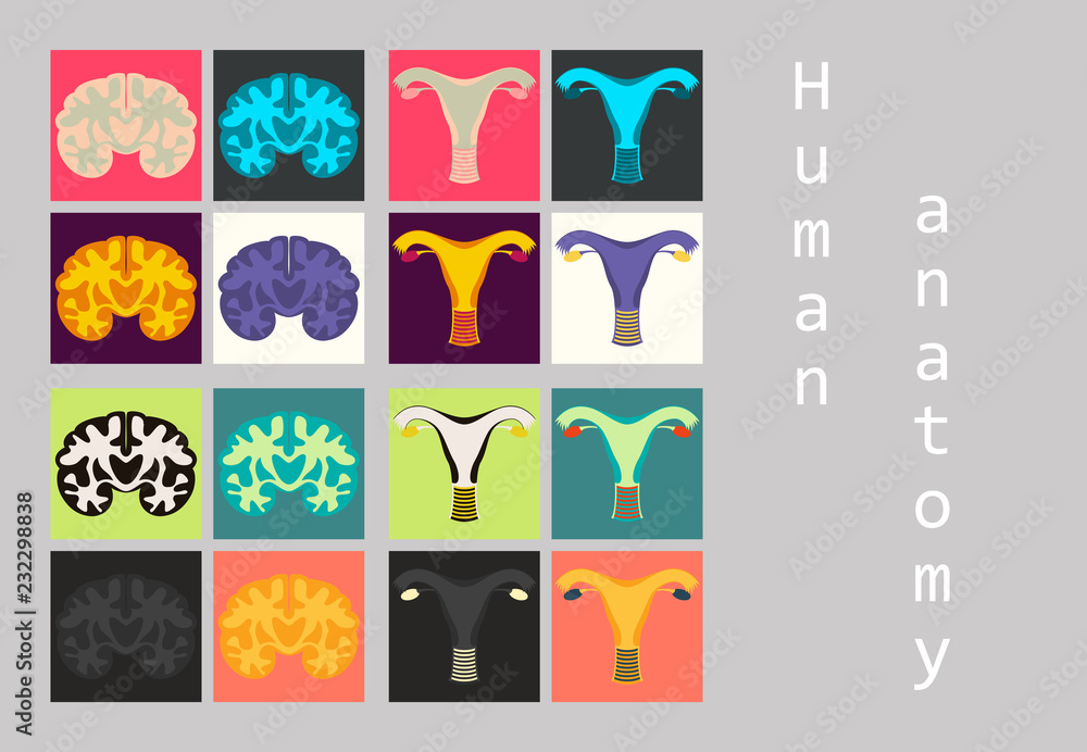 Human body internal organs medical vector flat isolated anatomy icons ...