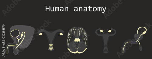 Human body internal organs medical vector flat isolated anatomy icons set