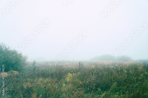 Autumn fog over a meadow
