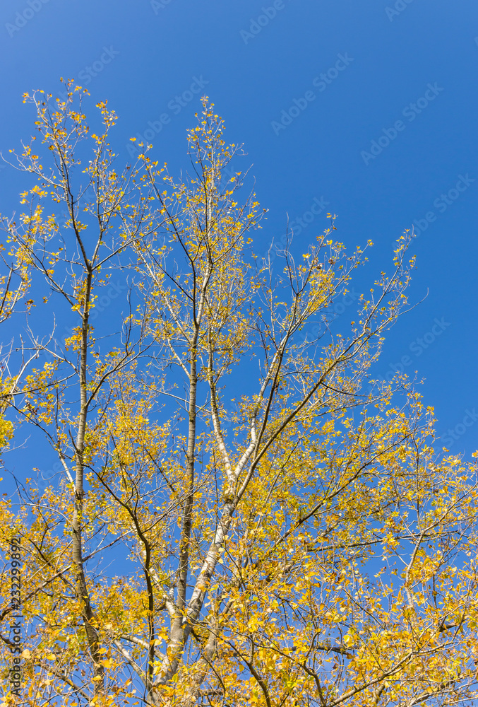Baumkrone von Birken mit leuchtend gelbe Blättern vor strahlend blauem Himmel im Herbst, Crown of birches with bright yellow leaves against a bright blue sky in autumn Baumkrone von Birken mit leuchtend gelbe Blättern vor strahlend blauem Himmel im Herbst, Crown of birches with bright yellow leaves against a bright blue sky in autumn