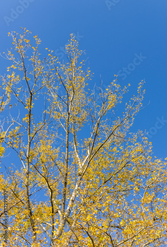 Baumkrone von Birken mit leuchtend gelbe Blättern vor strahlend blauem Himmel im Herbst, Crown of birches with bright yellow leaves against a bright blue sky in autumn