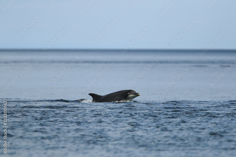 Naklejka premium Common bottlenose dolphin (Tursiops truncatus), or Atlantic bottlenose dolphin, with calf foraging for salmon at high tide, Cromarty point, Scottish Highlands, United Kingdom