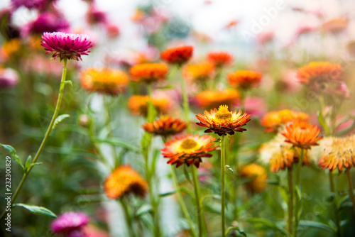 Colorful flowers bloom in the garden with beautiful colors.,Nature in the summer with outdoor gardens.
