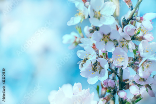 Branches of a flowering almond tree in the gentle sunlight of a spring garden. Delicate flowers and bees collecting nectar.
