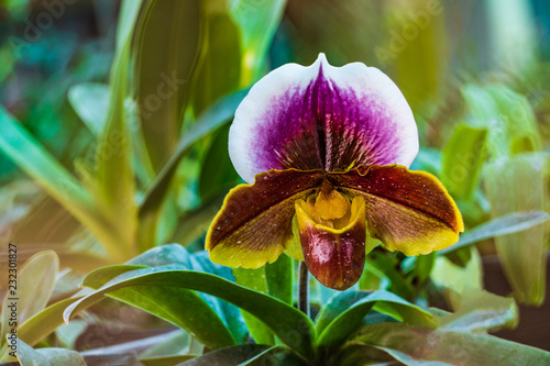 Paphiopedilum, (Lady'slipper), beautiful wild-orchid in rainseason. photo