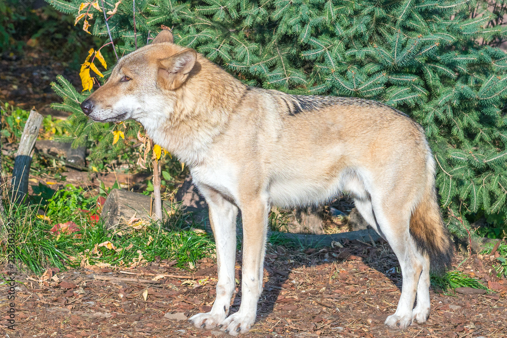Fototapeta premium Close up portrait of a grey wolf (Canis Lupus) also known as Timber wolf in the forest in autumn