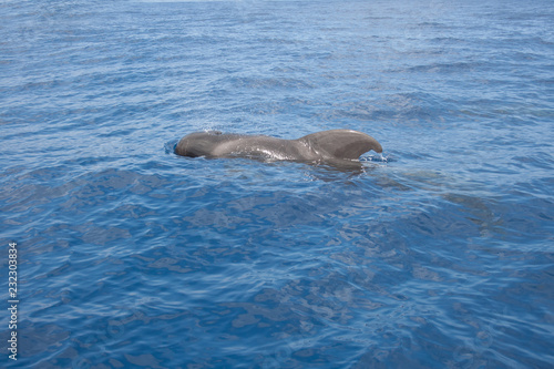 Short-finned pilot whale  Globicephala macrorhynchus  resting and recuperating on surface of water  coast of Lanzarote  Spain