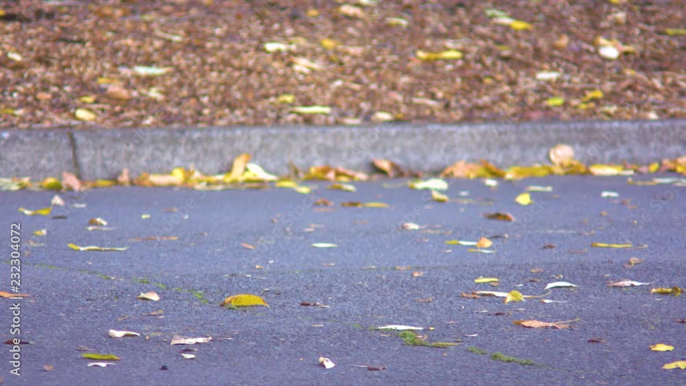 Autumn Leaves Flickering in the Wind on the Road Autumn Leaves Flickering in the Wind on the Road