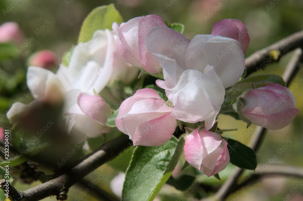 Obraz premium Apple blossom in Swiss village of Berschis