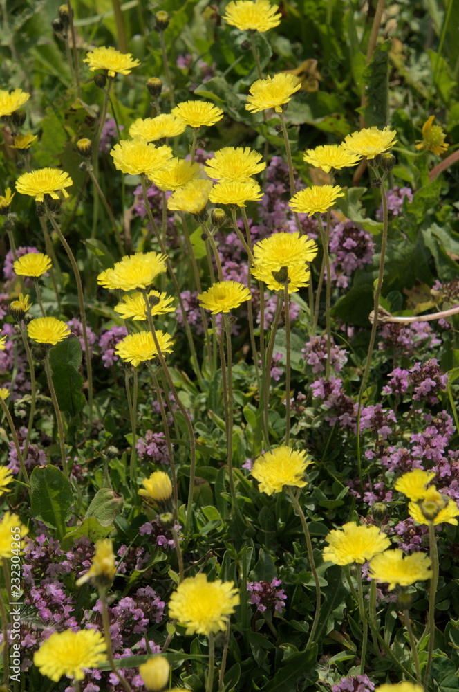 Obraz premium Hawkweed and wild thyme flowering on meadow, Flumserberg, Swiss Alps