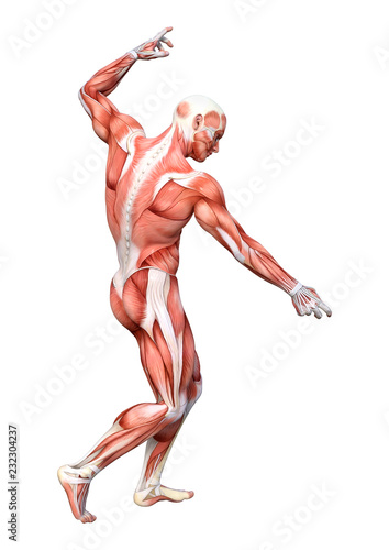 Canvas Print 3D Rendering Male Anatomy Figure on White