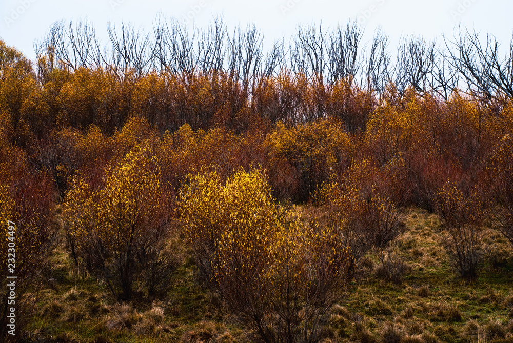 Fototapeta premium Hillside in twizel