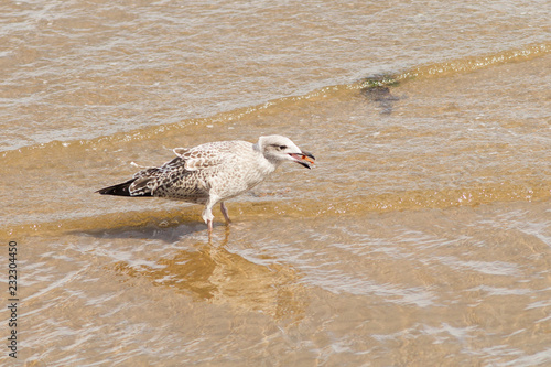 Young Lesser black-backed gull (Larus fuscus)) with crab photo