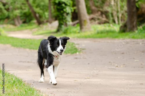 Beautiful young Border Collie walking alone down a country road