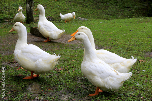 Geese on a green pasture in farm © Pavlo Klymenko