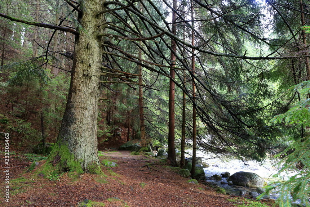 Fototapeta premium big tree in deep forest