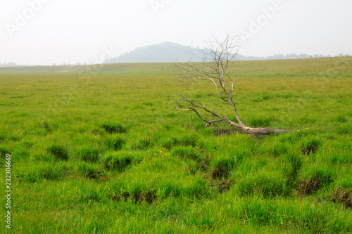 Fototapeta Naklejka Na Ścianę i Meble -  Dead trees in the WuLanBuTong grassland, China