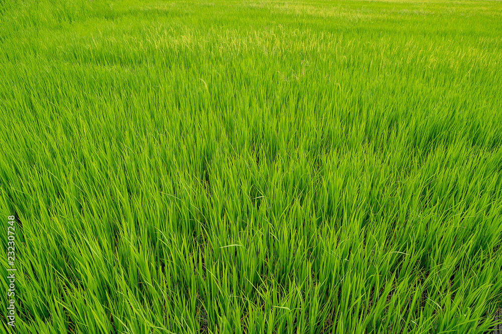 Jasmine rice sprout field is growing in agriculture season