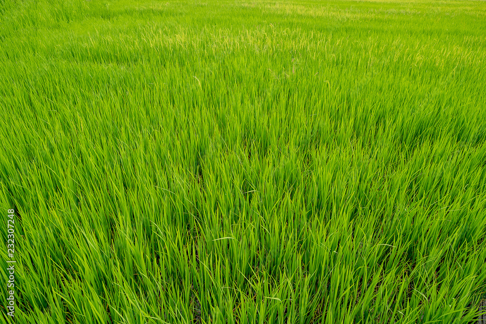 Jasmine rice sprout field is growing in agriculture season Jasmine rice sprout field is growing in agriculture season