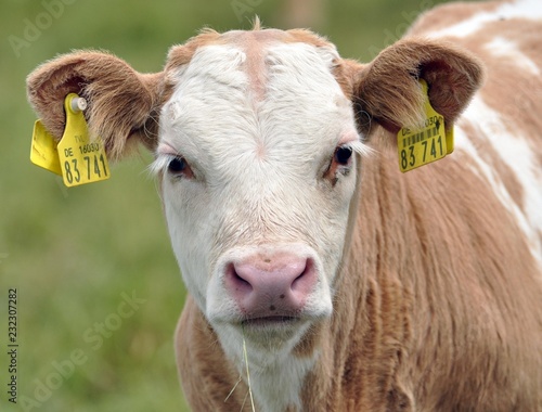 Wallpaper Mural Kühe auf der Weide Torontodigital.ca