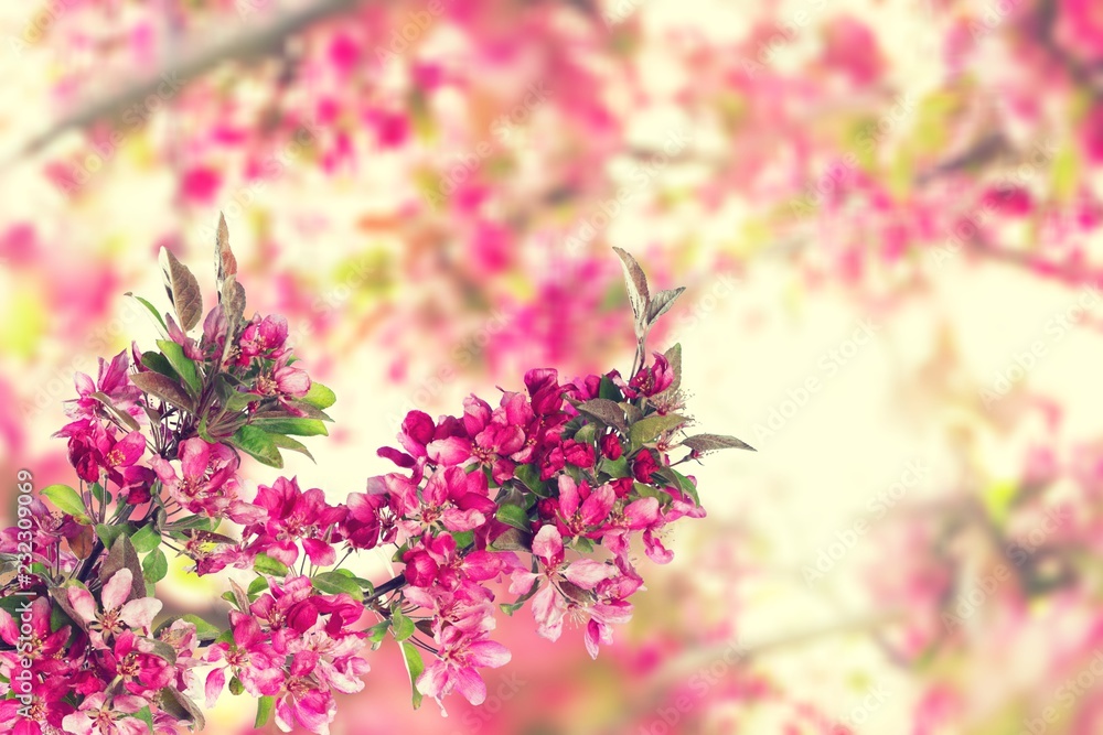 Fototapeta premium Blooming cherry flowers for background