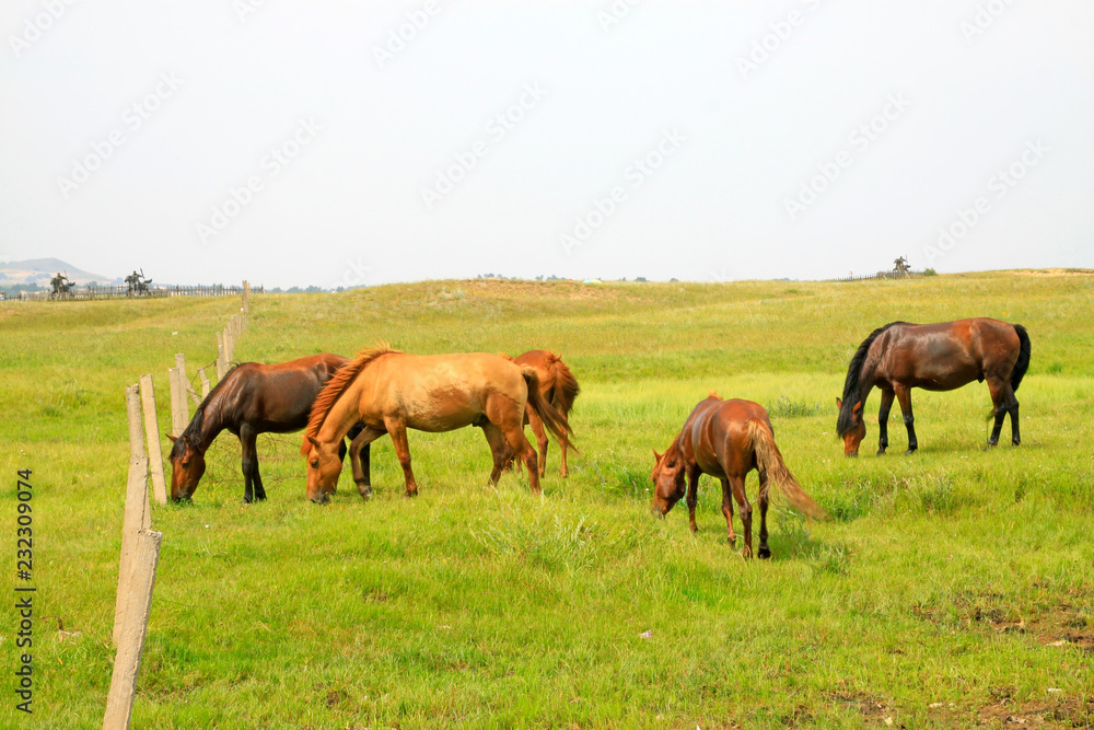herds of horses grazing in the WuLanBuTong grassland, China