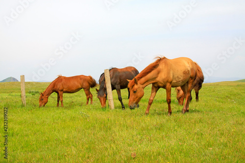 herds of horses grazing in the WuLanBuTong grassland, China © junrong