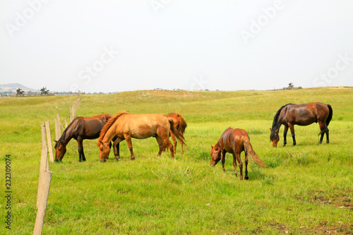 herds of horses grazing in the WuLanBuTong grassland, China © junrong