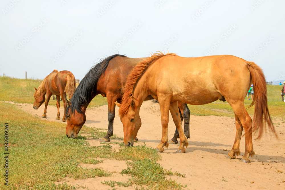 Obraz premium herds of horses grazing in the WuLanBuTong grassland, China