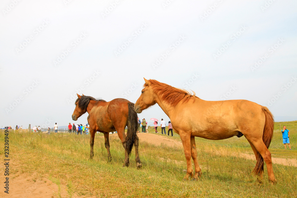 Obraz premium herds of horses grazing in the WuLanBuTong grassland, China