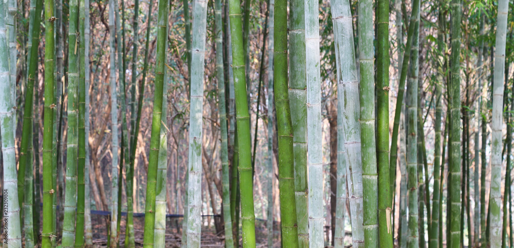 Bamboo trees in the forest as natural background. Bamboo trees in the forest as natural background.