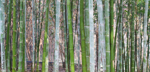 Fototapeta Naklejka Na Ścianę i Meble -  Bamboo trees in the forest as natural background. 
