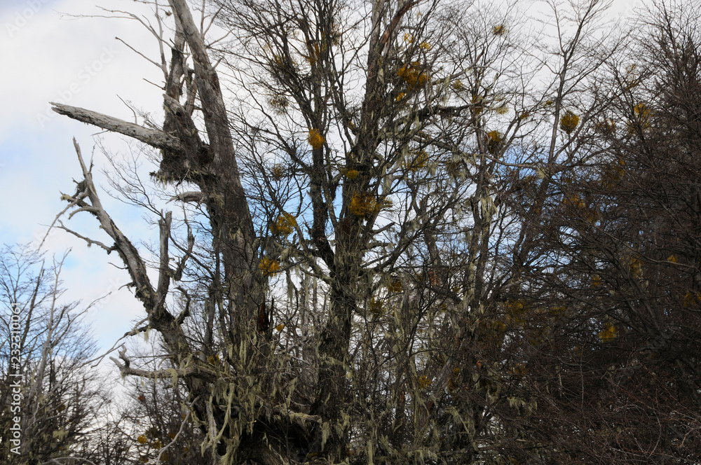 Obraz premium Bariloche - Argentina