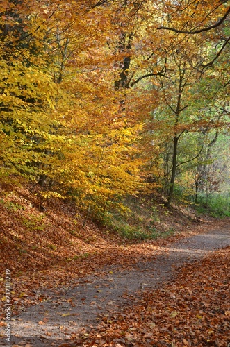 Leuchtend bunter Herbstwald mit Waldweg © alisseja