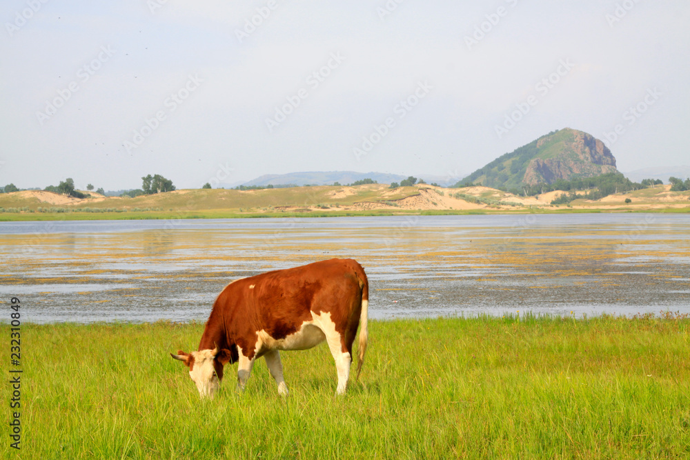 herds cattle in the WuLanBuTong grassland, China