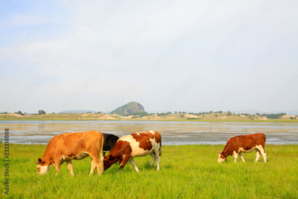 herds cattle in the WuLanBuTong grassland, China herds cattle in the WuLanBuTong grassland, China