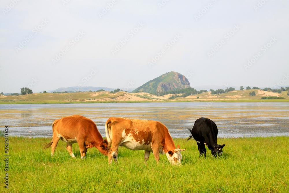 Fototapeta premium herds cattle in the WuLanBuTong grassland, China