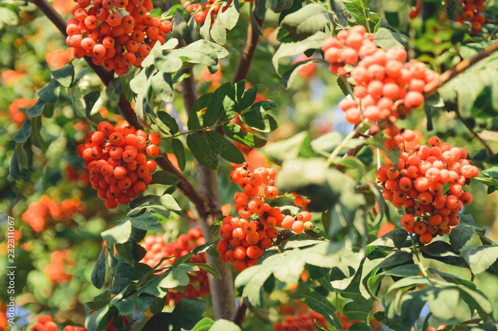 Bunches of red rowan on a tree. Beautiful autumn background. Bunches of red rowan on a tree. Beautiful autumn background.
