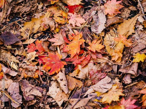 Autumn leaves closeup view - natural background.